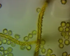 Hemitrichia clavata thumbnail 3