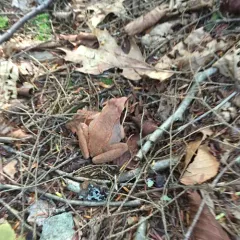 Wood Frog thumbnail 2