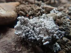 Finger Wart Lichen thumbnail 3