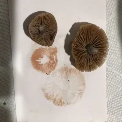 Entoloma trachyosporum thumbnail 4