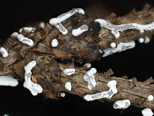 Physarum bitectum
