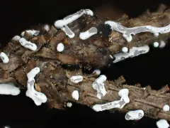 Physarum bitectum thumbnail 1
