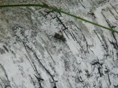 Chrysops delicatulus thumbnail 3