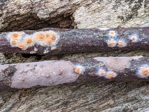 Peniophora nuda
