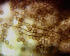 Didymium clavus thumbnail 2
