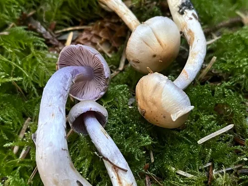 Thaxterogaster oregonensis