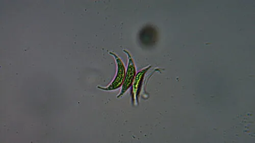 Tetradesmus lagerheimii