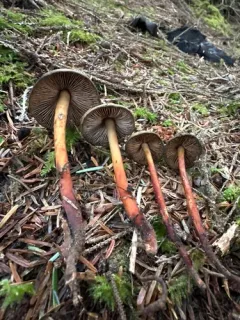Phaeocollybia fallax thumbnail 3
