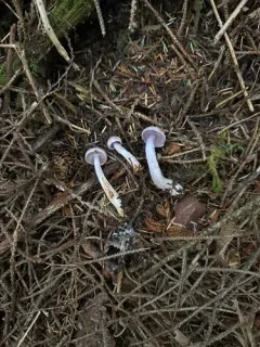 Thaxterogaster oregonensis thumbnail 2