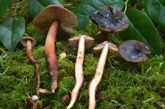 Phaeocollybia benzokauffmanii thumbnail 2