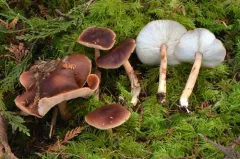 Rhodocollybia badiialba thumbnail 1
