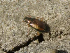 Confused Riverbank Ground Beetle thumbnail 3