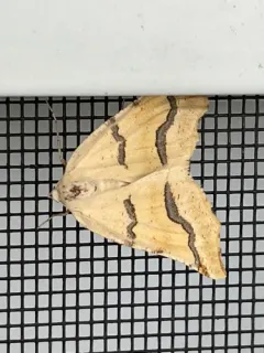 Eriplatymetra coloradaria thumbnail 3