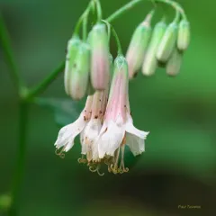 white rattlesnake root thumbnail 4
