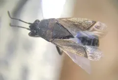 Peritrechus fraternus thumbnail 2