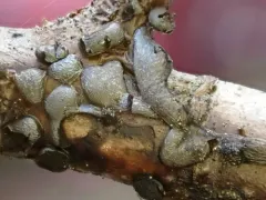Diacheopsis kowalskii thumbnail 3