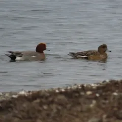 Eurasian Wigeon thumbnail 2