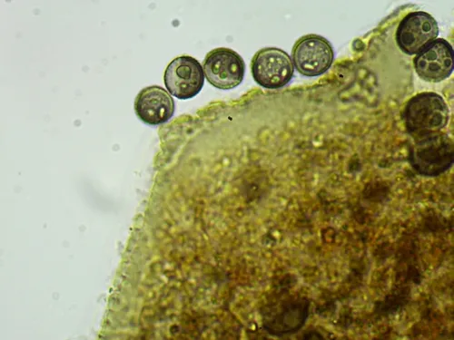 Licea minima