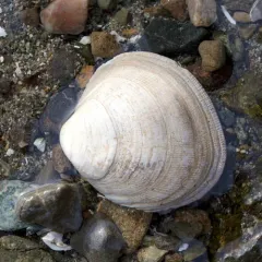 Pacific Littleneck Clam thumbnail 3
