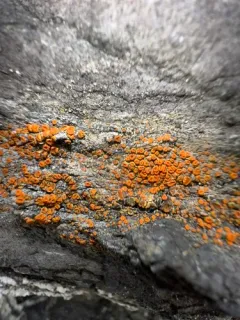 Red Firedot Lichen thumbnail 4