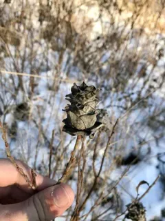 Rabdophaga saliciscoryloides thumbnail 2