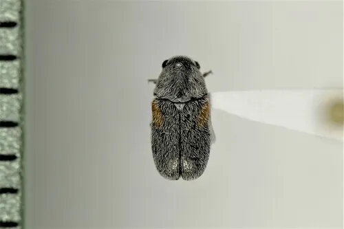 Coleothorpa axillaris