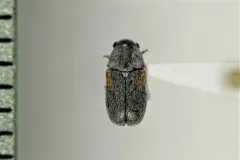 Coleothorpa axillaris thumbnail 1