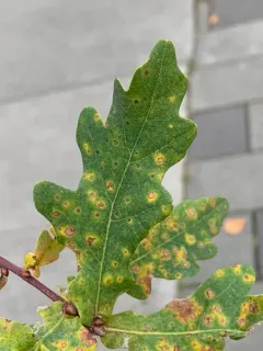 Phylloxera glabra thumbnail 4
