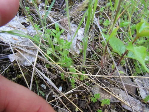 Piedmont Bedstraw