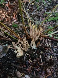 Ramaria testaceoflava thumbnail 3