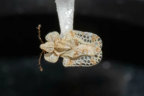 Corythucha distincta