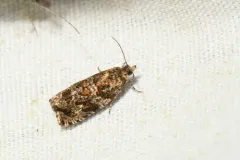 Olethreutes rusticanum thumbnail 3