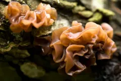 Leafy Brain thumbnail 1
