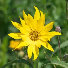 Maximilian sunflower thumbnail 2