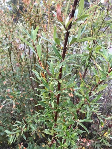 Little-tree Willow