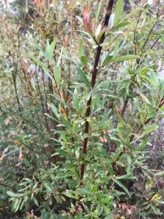 Little-tree Willow thumbnail 1