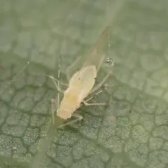 Oak aphid thumbnail 1