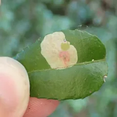 Cameraria nemoris thumbnail 1