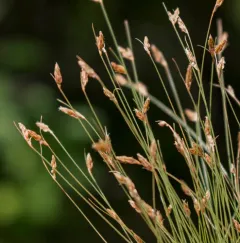 Densetuft Hairsedge thumbnail 1