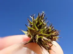 Cloud Sedge thumbnail 2