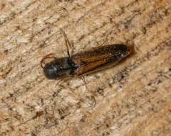 Isorhipis obliqua thumbnail 3