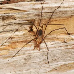 European Harvestman thumbnail 2