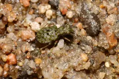California Marsh and Bog Beetle thumbnail 4