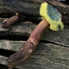 Boletellus chrysenteroides thumbnail 2