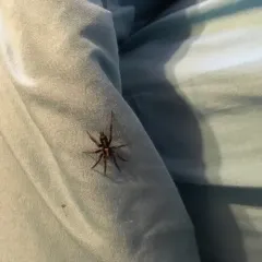 Eastern Parson Spider thumbnail 3