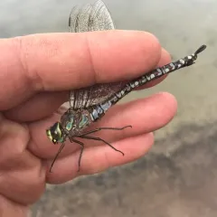 Lake Darner thumbnail 2