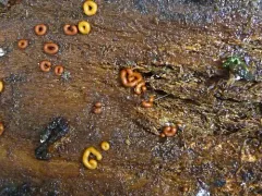 Gulielmina vermicularis thumbnail 4