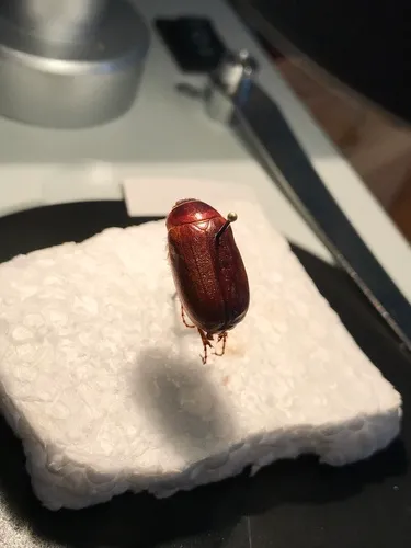 Phyllophaga futilis