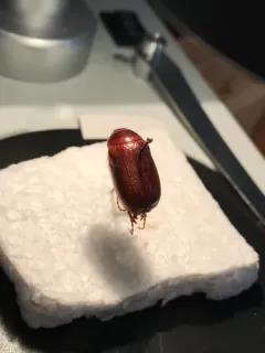 Phyllophaga futilis thumbnail 1