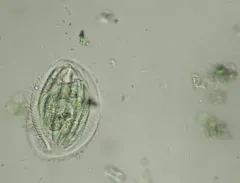 Phacodinium metchnikoffi thumbnail 1